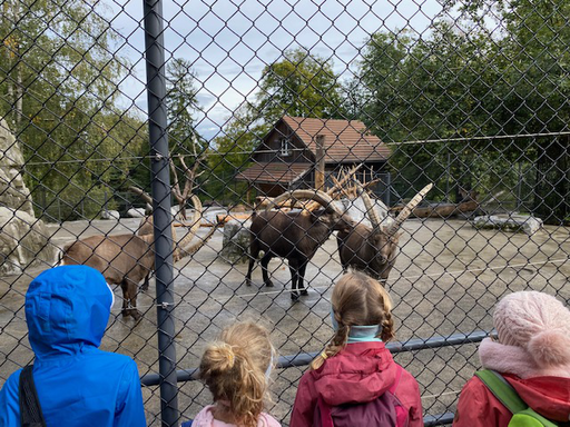 Besuch der Steinbockhöhle (Wildpark Peter & Paul St.Gallen)